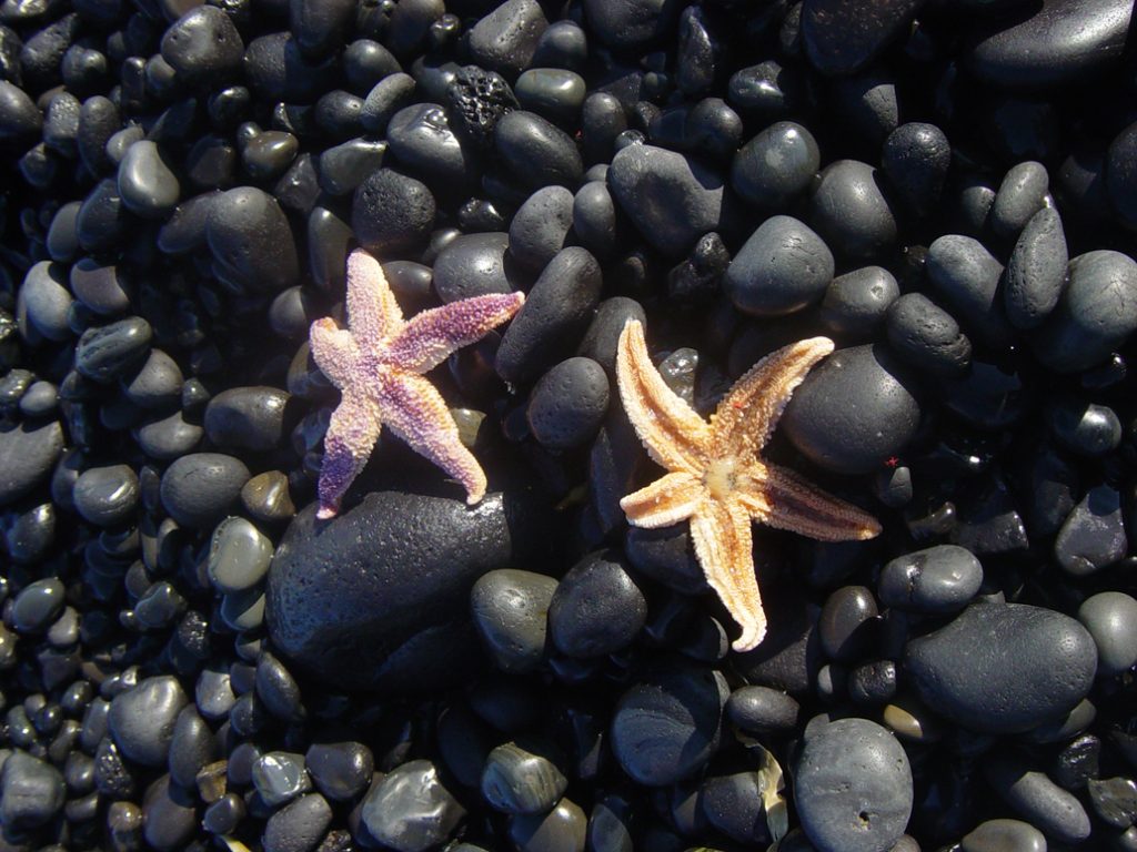 This image has an empty alt attribute; its file name is star-fish-shot-ph-1024x768.jpg